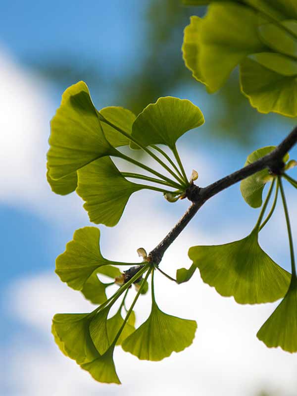 feuilles-Ginkgo Feuilles de Ginkgo